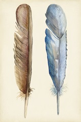 Plumage I
