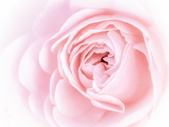 Pretty Pink Blooms I