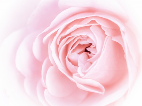 Pretty Pink Blooms I