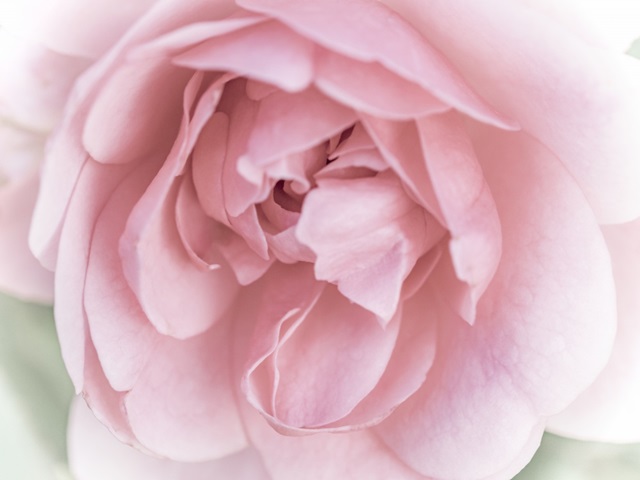 Pretty Pink Blooms II