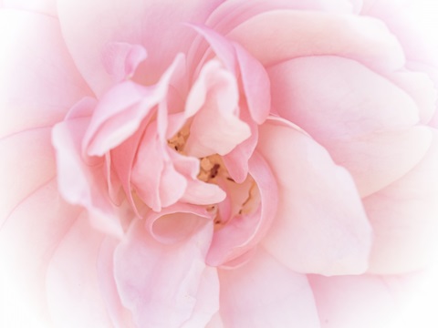 Pretty Pink Blooms III