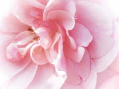 Pretty Pink Blooms IV