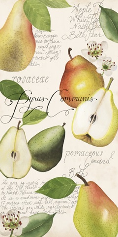 Pyrus Study I