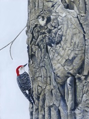 Red Bellied Woodpecker I