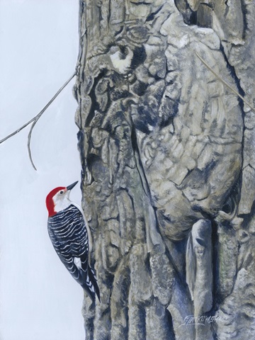 Red Bellied Woodpecker I