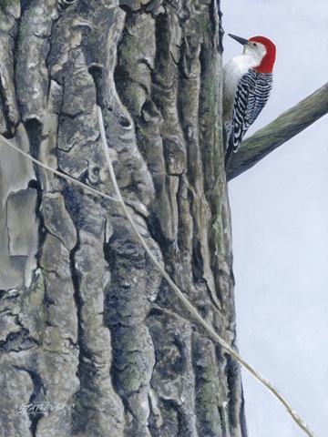 Red Bellied Woodpecker II