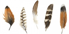 Red Rock Feathers I