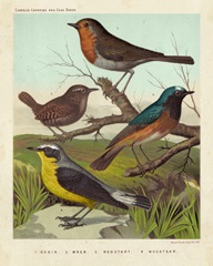 Robin, Wren and Redstart