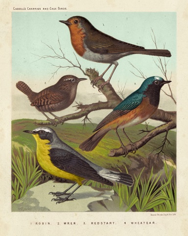 Robin, Wren and Redstart