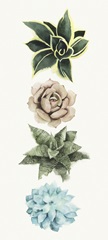 Row of Succulents I