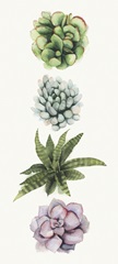 Row of Succulents II
