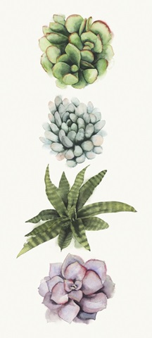 Row of Succulents II