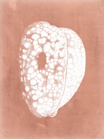 Sealife on Coral III