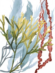 Seaweed Flow II
