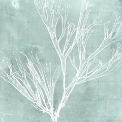 Seaweed on Aqua VII