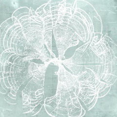 Seaweed on Aqua VIII