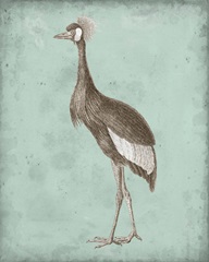 Sepia and Spa Heron II