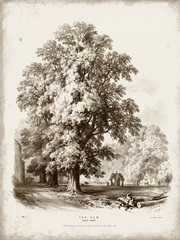 Sepia Elm Tree
