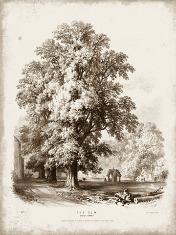 Sepia Elm Tree