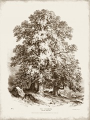 Sepia Sycamore Tree