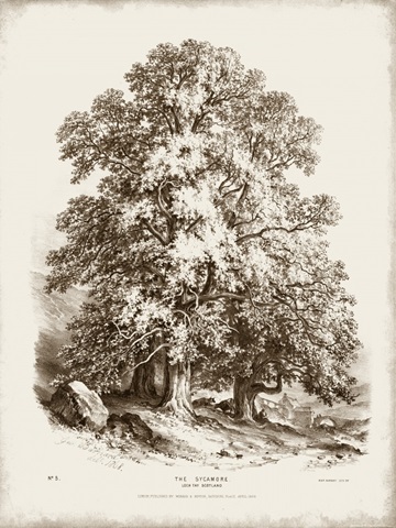Sepia Sycamore Tree
