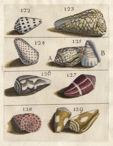 Shell Collection I