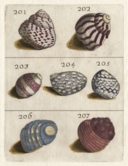 Shell Collection II