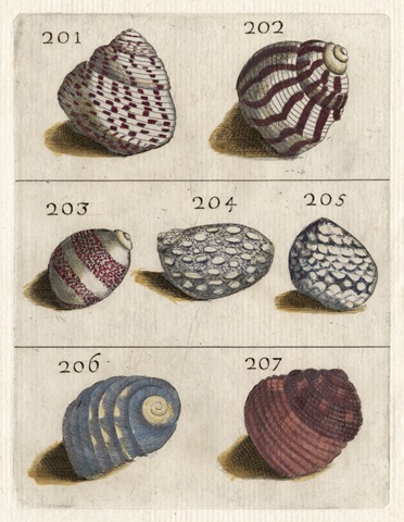 Shell Collection II