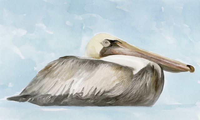 Soft Brown Pelican I