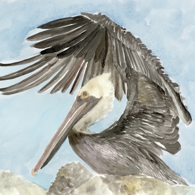 Soft Brown Pelican II