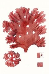 Striking Seaweed IV