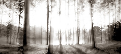 Sunrise in the Pines