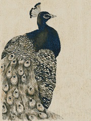 Textured Peacock I