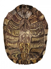 Tortoise Shell Detail I