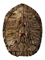 Tortoise Shell Detail II