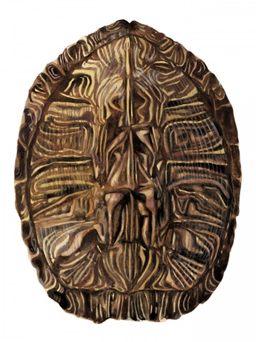 Tortoise Shell Detail II