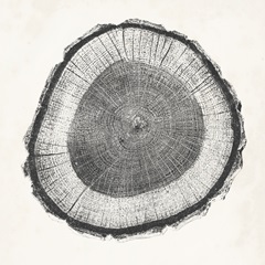 Tree Ring II