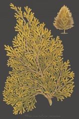 Trees and Leaves III