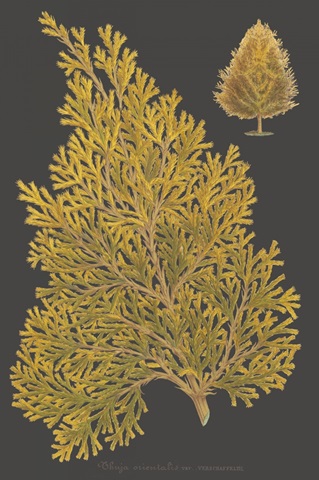 Trees and Leaves III