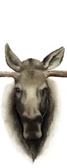Triptych Moose II