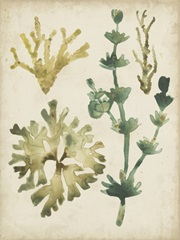 Vintage Sea Fronds II
