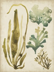 Vintage Sea Fronds III