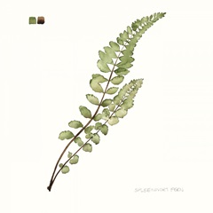 Watercolor Leaf Study I