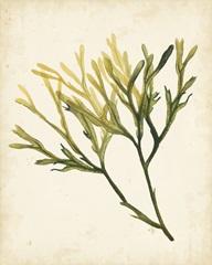 Watercolor Sea Grass V