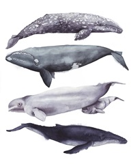 Whale Stack I