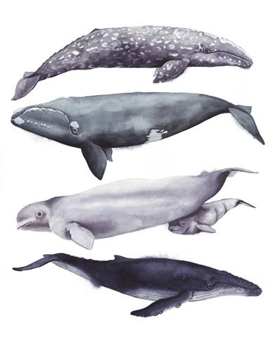 Whale Stack I