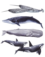 Whale Stack II