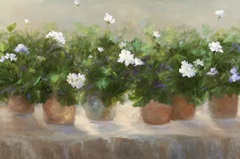 White Geraniums
