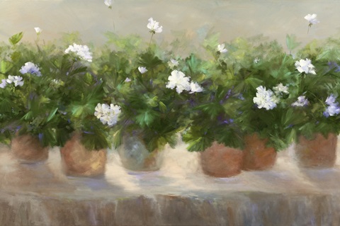 White Geraniums