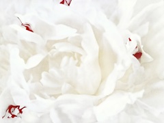White Linen Peony I